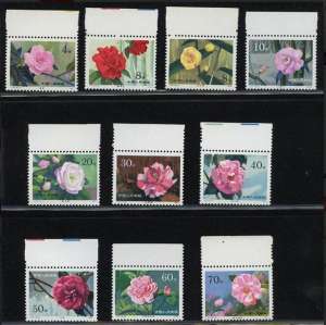 山茶花读不懂白玫瑰歌曲(集邮记：白玫瑰读不懂山茶花)