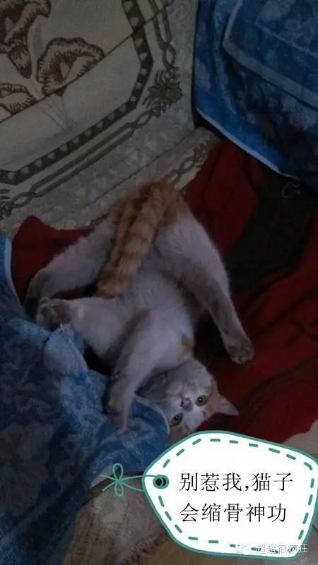 大咪咪！逆天了！逆天了