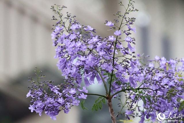 美！厦门街头披上“浪漫紫纱”