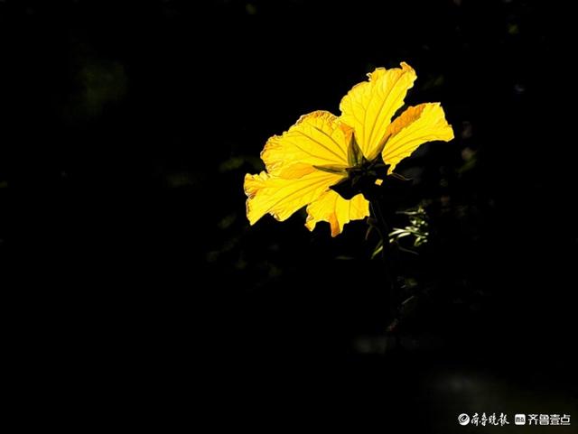 迎着朝阳露笑脸，丝瓜花儿金灿灿