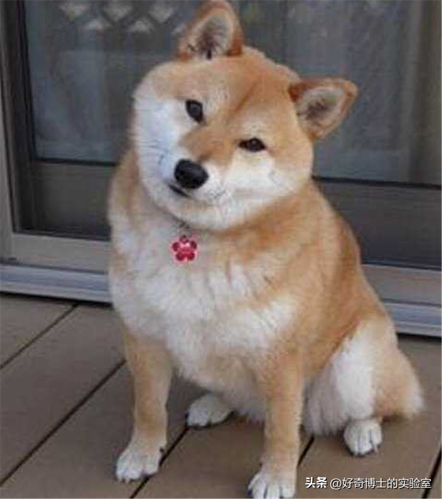 外国狗可以和中国狗交流吗？