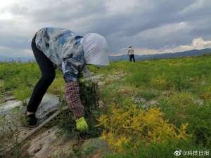 医治(中药材，一剂医治贫困顽疾的良方)