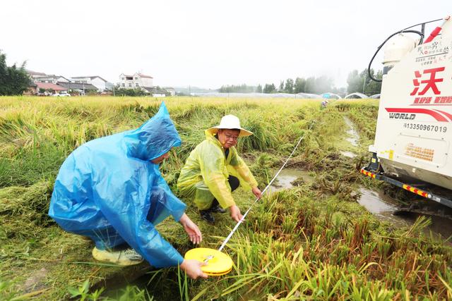 绵阳梓潼：川种优3607超级稻平均亩产833公斤 高出普通水稻283公斤