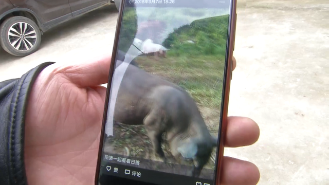 农家小伙养野性十足的跑山猪,陪猪看日落,60头可赚20多万