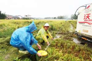 3607(绵阳梓潼：川种优3607超级稻平均亩产833公斤 高出普通水稻283公斤)