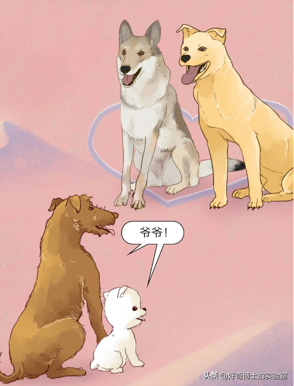 外国狗可以和中国狗交流吗？