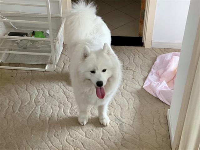 猫咪躲在楼道暗中观察,炯炯有神的双眼,仿佛摄像头