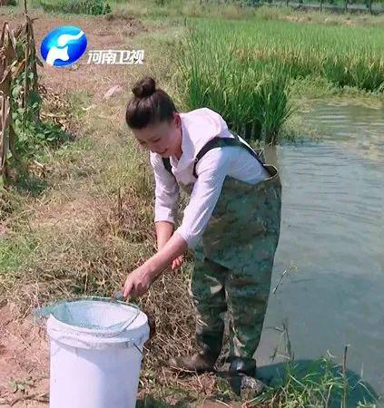 “豆腐西施杨七巧”穿皮裤捉虾，大石坡村上演虾王争霸