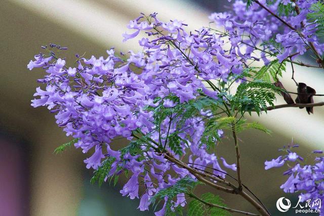 美！厦门街头披上“浪漫紫纱”