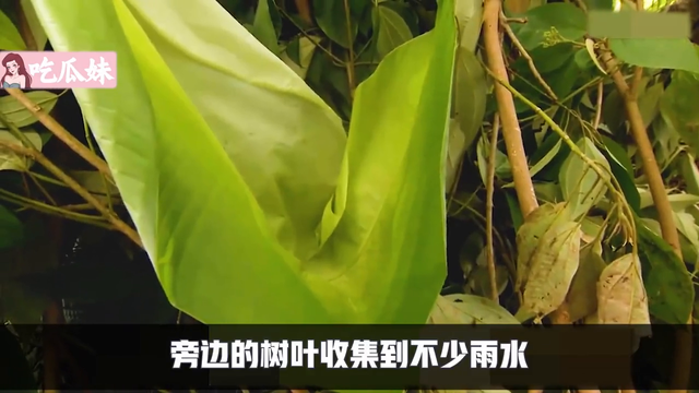 荒野求生-夫妻档 一男一女被困火山岛，用竹子搭建庇护所