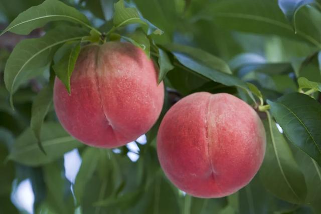 “桃”醉一夏 这里有爱上它的N个理由