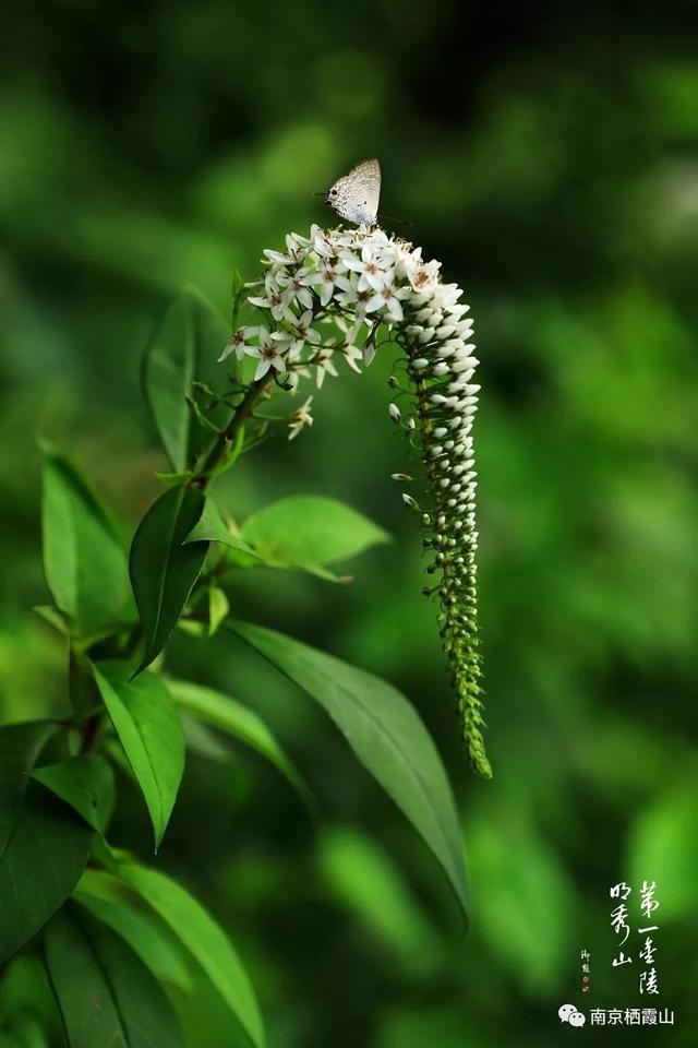 「栖霞山·植物百科」珍珠菜：随风轻点，皆是情怀