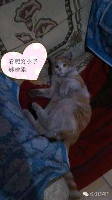 大眯眯(大咪咪逆天了逆天了)