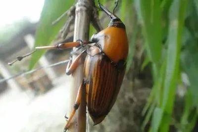 危害性极强！广西现存1千多万只，看到有人卖这种入侵害虫请举报