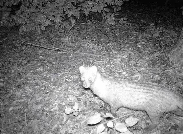 复旦校园惊现一级保护动物,原来学校才是“疯狂动物城”