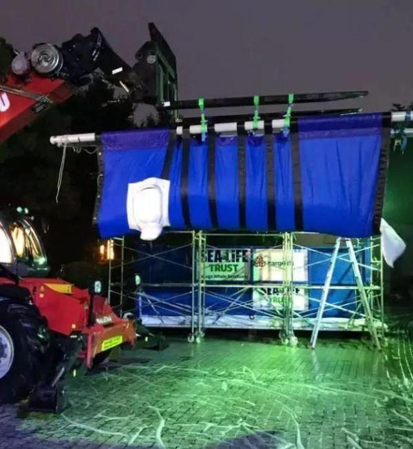 两只白鲸远离家乡10年，众人为帮助它们回家，陪同飞行6000英里