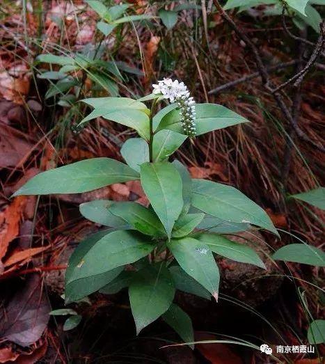 「栖霞山·植物百科」珍珠菜：随风轻点，皆是情怀