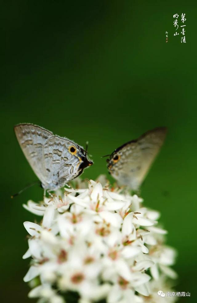 「栖霞山·植物百科」珍珠菜：随风轻点，皆是情怀
