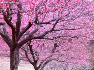 桃花美人(最早的桃花美人，一首爱的赞歌——《诗经·桃夭》)