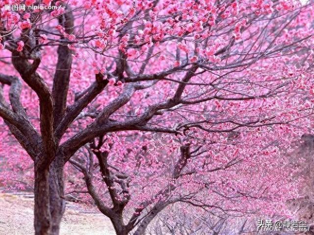 最早的桃花美人，一首爱的赞歌——《诗经·桃夭》