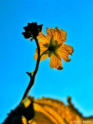 露着什么(迎着朝阳露笑脸，丝瓜花儿金灿灿)