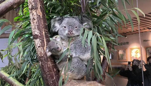 官方确认：已死亡，死因公布！2个孩子也因此离世...