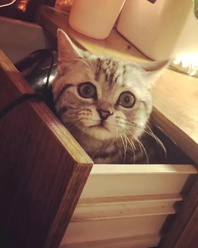 战斗民族有多爱猫咪？只要一猫在手，平时大街上面无表情的俄罗斯人全都展现出了第二人格