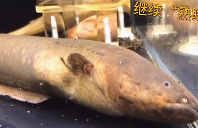 电鳗一动不动，投喂后瞬间恢复了生机，看了忍不住吐槽：好高明呀