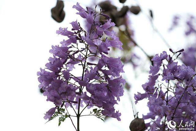 美！厦门街头披上“浪漫紫纱”