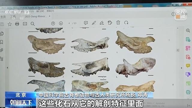 非洲黑犀起源于中国？中国科学院：原始祖先1000多万年前就生活在中国土地上