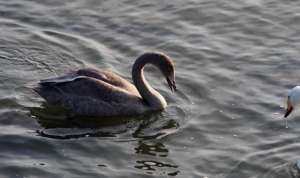 小丑鸭(大天鹅赶赴荣成烟墩角越冬，天鹅家族里居然还有很多“丑小鸭”)