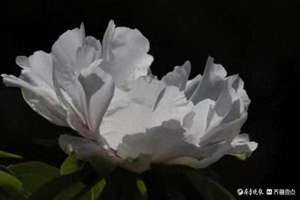 白色月光剧情介绍(白月光)