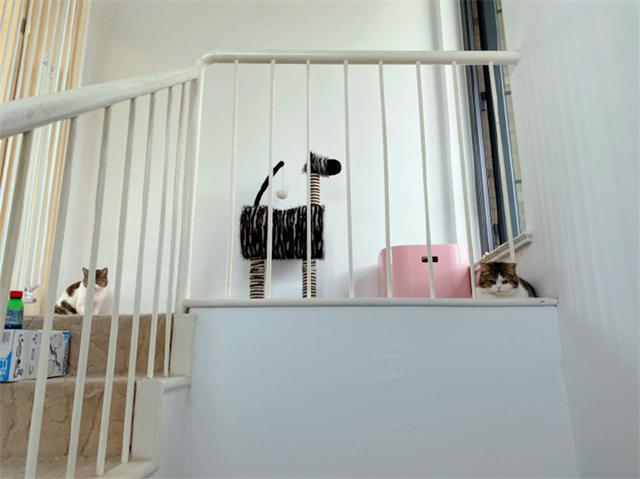 猫咪躲在楼道暗中观察,炯炯有神的双眼,仿佛摄像头