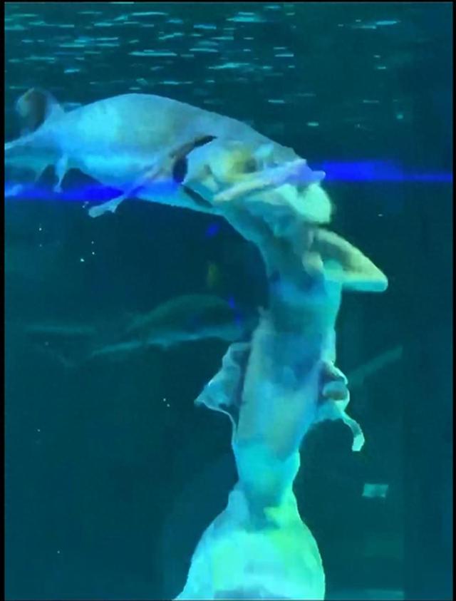 美人鱼演员突被大鱼咬头，景区：鲟鱼没有牙齿，演员无大碍，正帮其做心理辅导