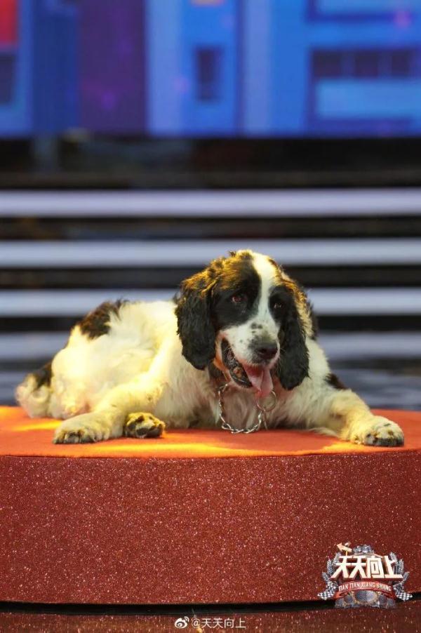 再见，小英雄！汶川地震最后一只搜救犬离世