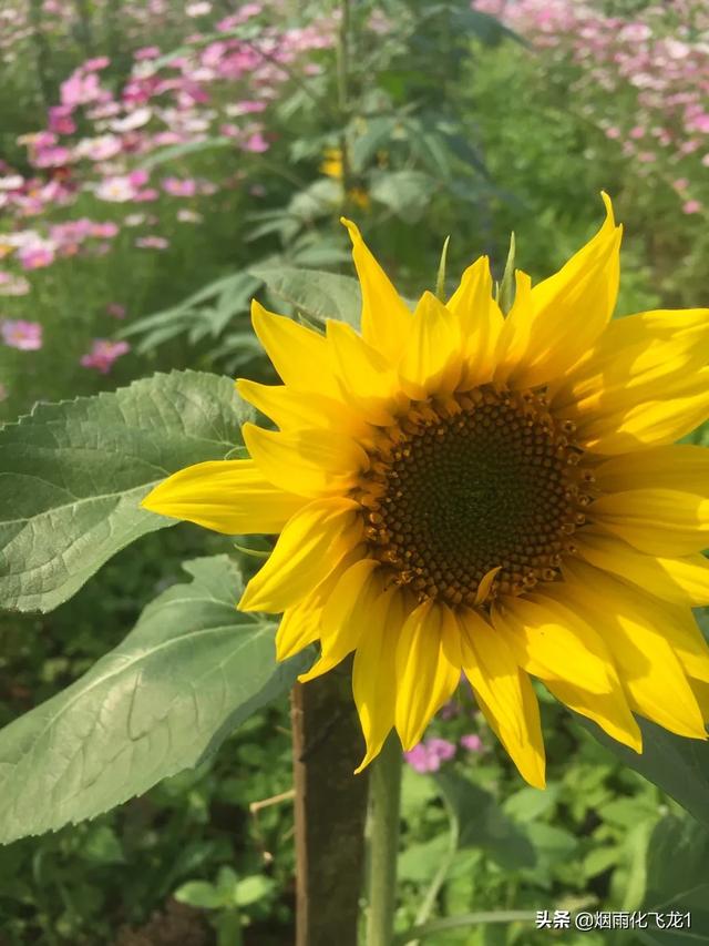 一人一花一世界