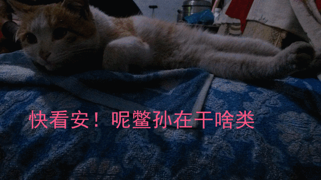 大咪咪！逆天了！逆天了