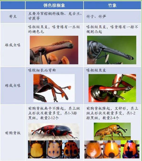 危害性极强！广西现存1千多万只，看到有人卖这种入侵害虫请举报