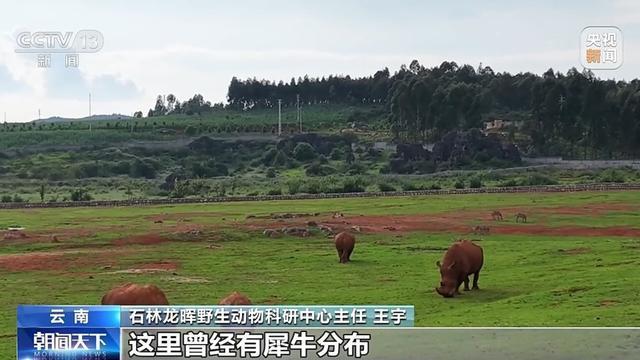非洲黑犀起源于中国？中国科学院：原始祖先1000多万年前就生活在中国土地上