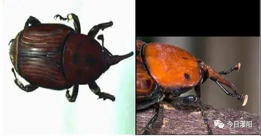 危害性极强！广西现存1千多万只，看到有人卖这种入侵害虫请举报