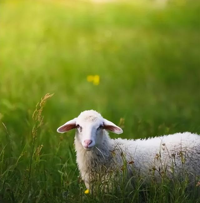 破解了!纣王老婆姜王后原型大揭秘!原来她竟是姜子牙的女儿?