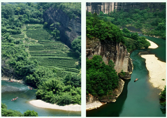 武夷菜茶之我说