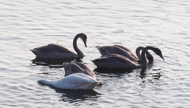大天鹅赶赴荣成烟墩角越冬，天鹅家族里居然还有很多“丑小鸭”