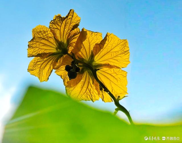 迎着朝阳露笑脸，丝瓜花儿金灿灿
