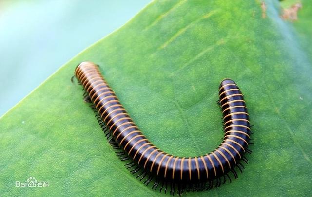 庄子《秋水》：夔怜蚿，蚿怜蛇，蛇怜风，风怜目，目怜心