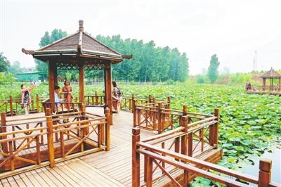 北唐：百亩荷花怒放浅山丘