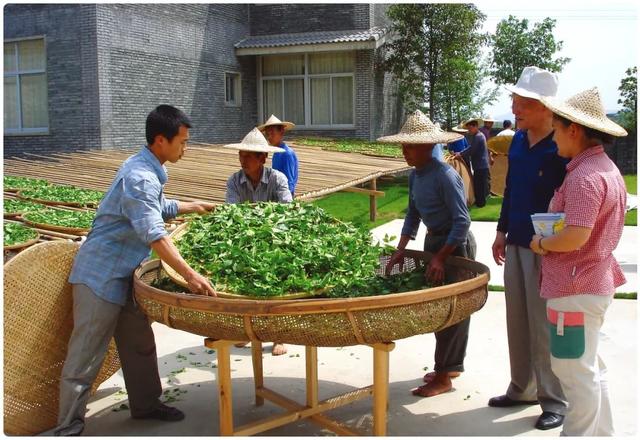 武夷菜茶之我说