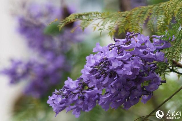 美！厦门街头披上“浪漫紫纱”