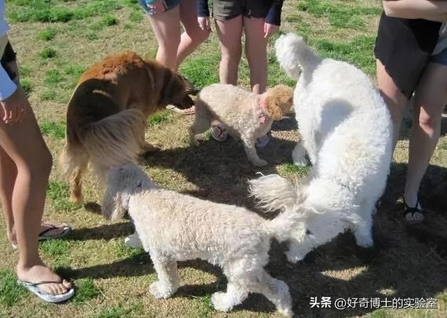 外国狗可以和中国狗交流吗？