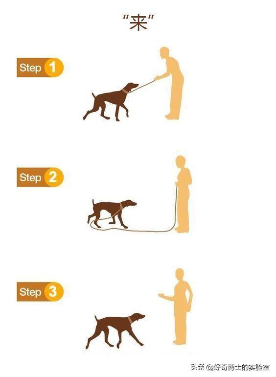 外国狗可以和中国狗交流吗？